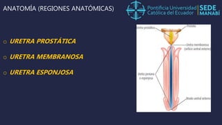 uretra | PPTX