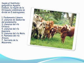 Según el Instituto
geográfico Agustín
Codazzi, la región de la
Orinoquía colombiana se
divide en 5 subregiones.
1. Piedemonte Llanero
2. Llanuras de desborde
del piedemonte.
3. Llanuras del río
Orinoco.
4. Llanuras del río
Guaviare.
5. Llanuras del río Meta.
6. Pantanos del río
Arauca.
7. Serranía de la
Macarena.

 
