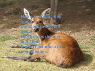 Não sou poeta, meu
amor,
tento escrever, não
atino!
Nos braços de uma
linda flor,
flor do cerrado, e de
meu destino...
 