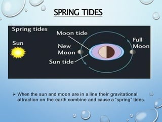 SPRING TIDES
 When the sun and moon are in a line their gravitational
attraction on the earth combine and cause a “spring” tides.
 