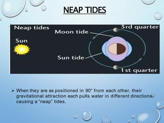 NEAP TIDES
 When they are as positioned in 90° from each other, their
gravitational attraction each pulls water in different directions,
causing a “neap” tides.
 