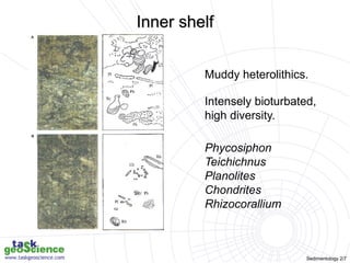 Sedimentology 2/7
Muddy heterolithics.
Intensely bioturbated,
high diversity.
Phycosiphon
Teichichnus
Planolites
Chondrites
Rhizocorallium
Inner shelf
 