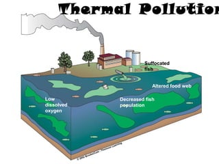 Thermal Pollution

Suffocated
fish
Altered food web
Low
dissolved
oxygen

Decreased fish
population

 