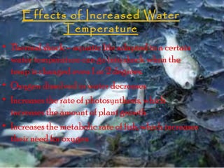Effects of Increased Water
Temperature
• Thermal shock – aquatic life adapted to a certain
water temperature can go into shock when the
temp is changed even 1 or 2 degrees.
• Oxygen dissolved in water decreases
• Increases the rate of photosynthesis, which
increases the amount of plant growth
• Increases the metabolic rate of fish, which increases
their need for oxygen

 