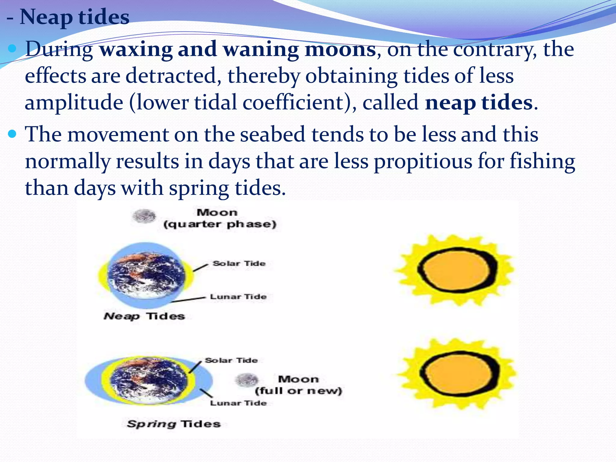 - Neap tides
 During waxing and waning moons, on the contrary, the
effects are detracted, thereby obtaining tides of less
amplitude (lower tidal coefficient), called neap tides.
 The movement on the seabed tends to be less and this
normally results in days that are less propitious for fishing
than days with spring tides.
 