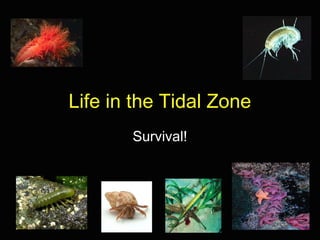 Life in the Tidal Zone
Survival!
 