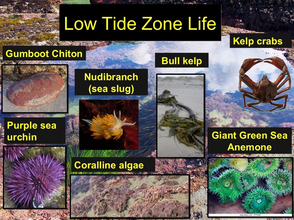 Tidal zones notes ppt