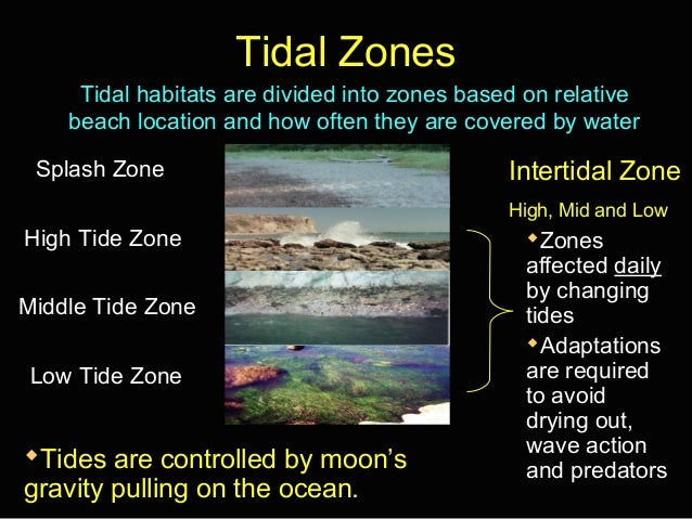 Tidal Zones Notes Ppt