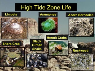 High Tide Zone LifeHigh Tide Zone Life
Acorn BarnaclesLimpets
Shore Crab
Rockweed
Anemones
Hermit Crabs
Black
Turban
Snails
 