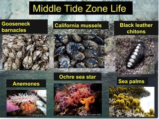 Middle Tide Zone LifeMiddle Tide Zone Life
Gooseneck
barnacles
Ochre sea star
Sea palmsAnemones
California mussels Black leather
chitons
Click here for a quick video!
 