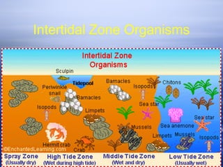 Intertidal Zone Organisms
 