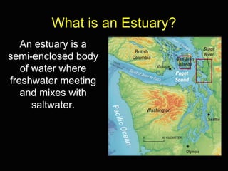 What is an Estuary?
An estuary is a
semi-enclosed body
of water where
freshwater meeting
and mixes with
saltwater.
 