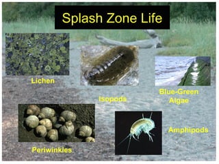 Splash Zone LifeSplash Zone Life
Amphipods
Periwinkles
Isopods
Blue-Green
Algae
Lichen
 