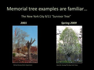 Memorial tree examples are familiar…
2001
The New York City 9/11 “Survivor Tree”
Spring 2009
Michael Browne/Parks Department David W. Dunlap/The New York Times
 