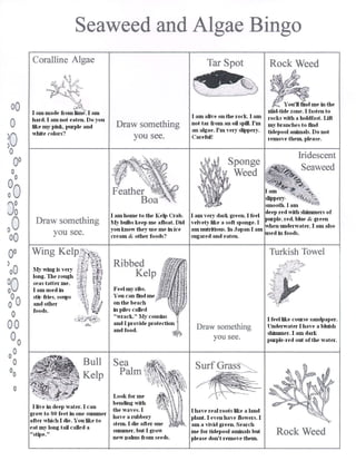 Tidepool guide to help identify flora and fauna