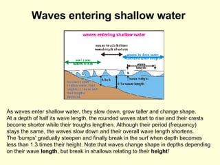 Waves entering shallow water   As waves enter shallow water, they slow down, grow taller and change shape.  At a depth of half its wave length, the rounded waves start to rise and their crests  become shorter while their troughs lengthen. Although their period (frequency)  stays the same, the waves slow down and their overall wave length shortens.  The 'bumps' gradually steepen and finally break in the surf when depth becomes  less than 1.3 times their height. Note that waves change shape in depths depending  on their wave  length , but break in shallows relating to their  height !  
