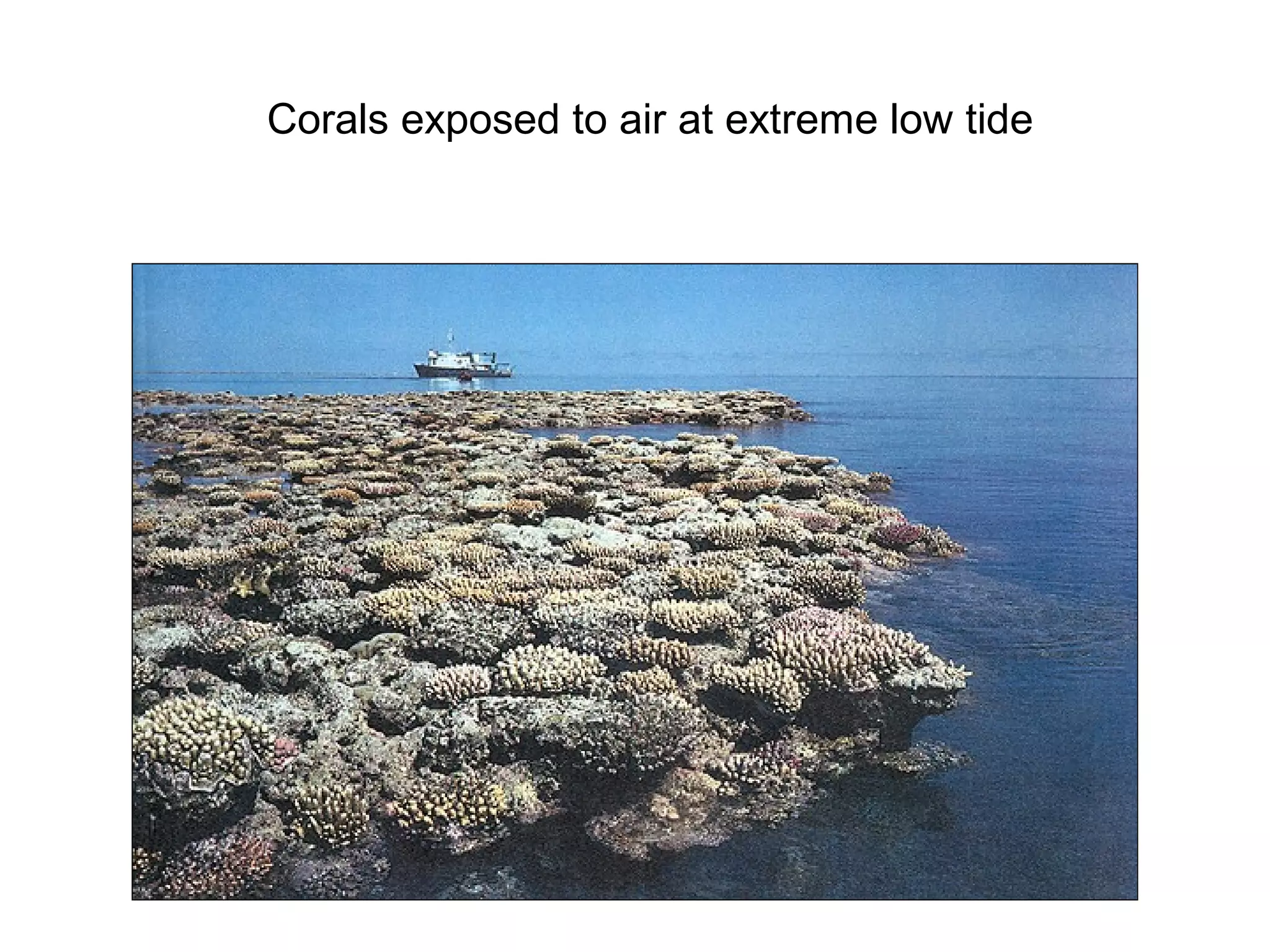 Corals exposed to air at extreme low tide
 