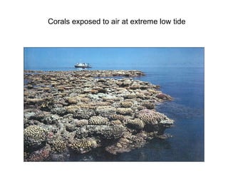 Corals exposed to air at extreme low tide
 