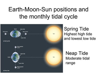 Earth-Moon-Sun positions and
    the monthly tidal cycle

                   Spring Tide
                   Highest high tide
                   and lowest low tide


                    Neap Tide
                    Moderate tidal
                    range
 