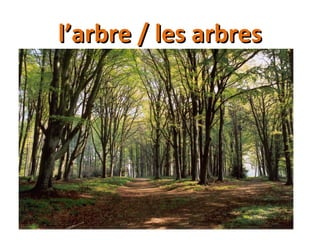 l’arbre / les arbresl’arbre / les arbres
 