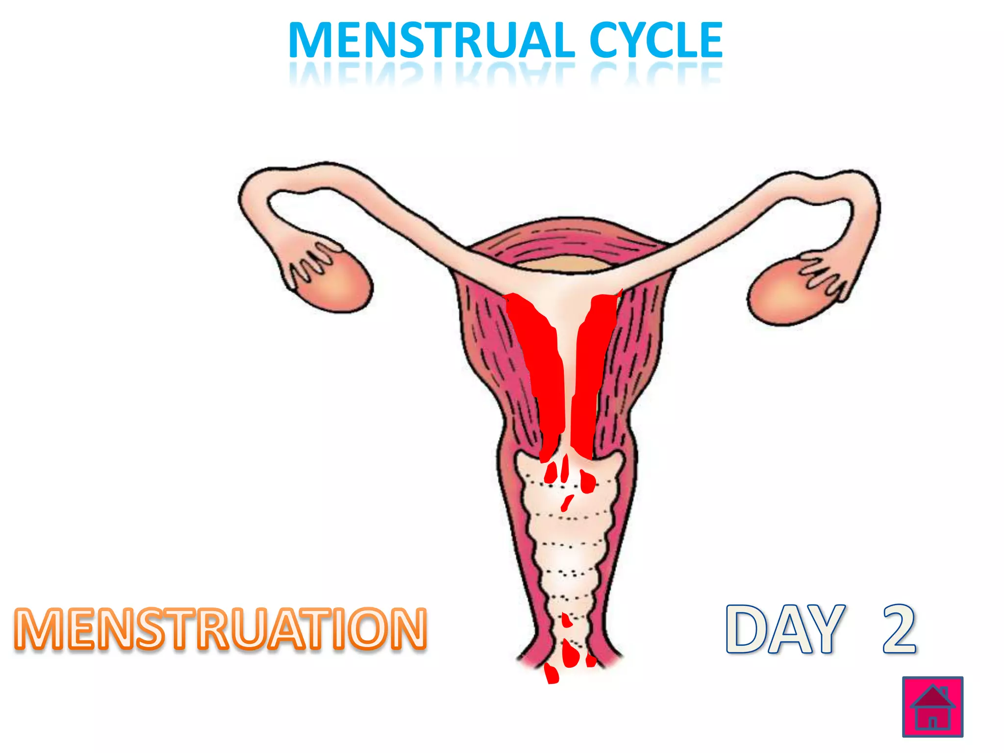 MENSTRUAL CYCLE
 