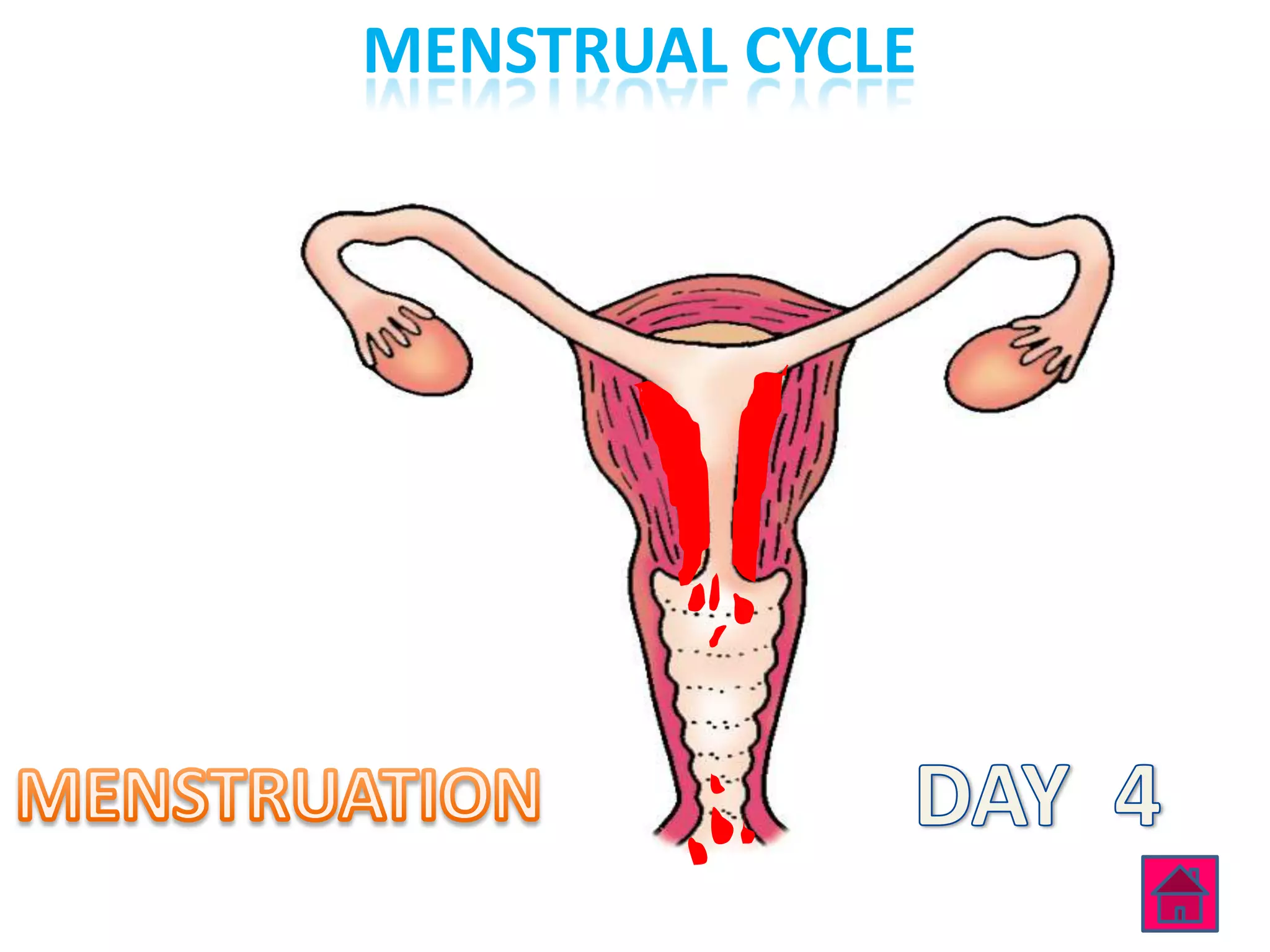 MENSTRUAL CYCLE
 