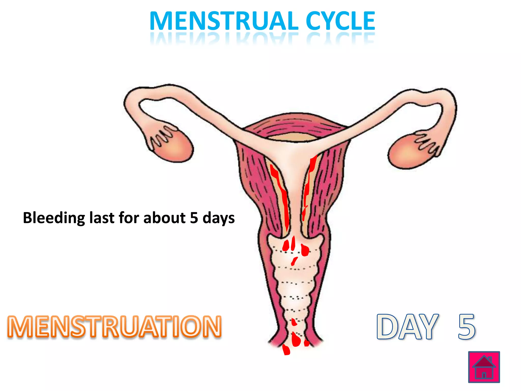MENSTRUAL CYCLE




Bleeding last for about 5 days
 