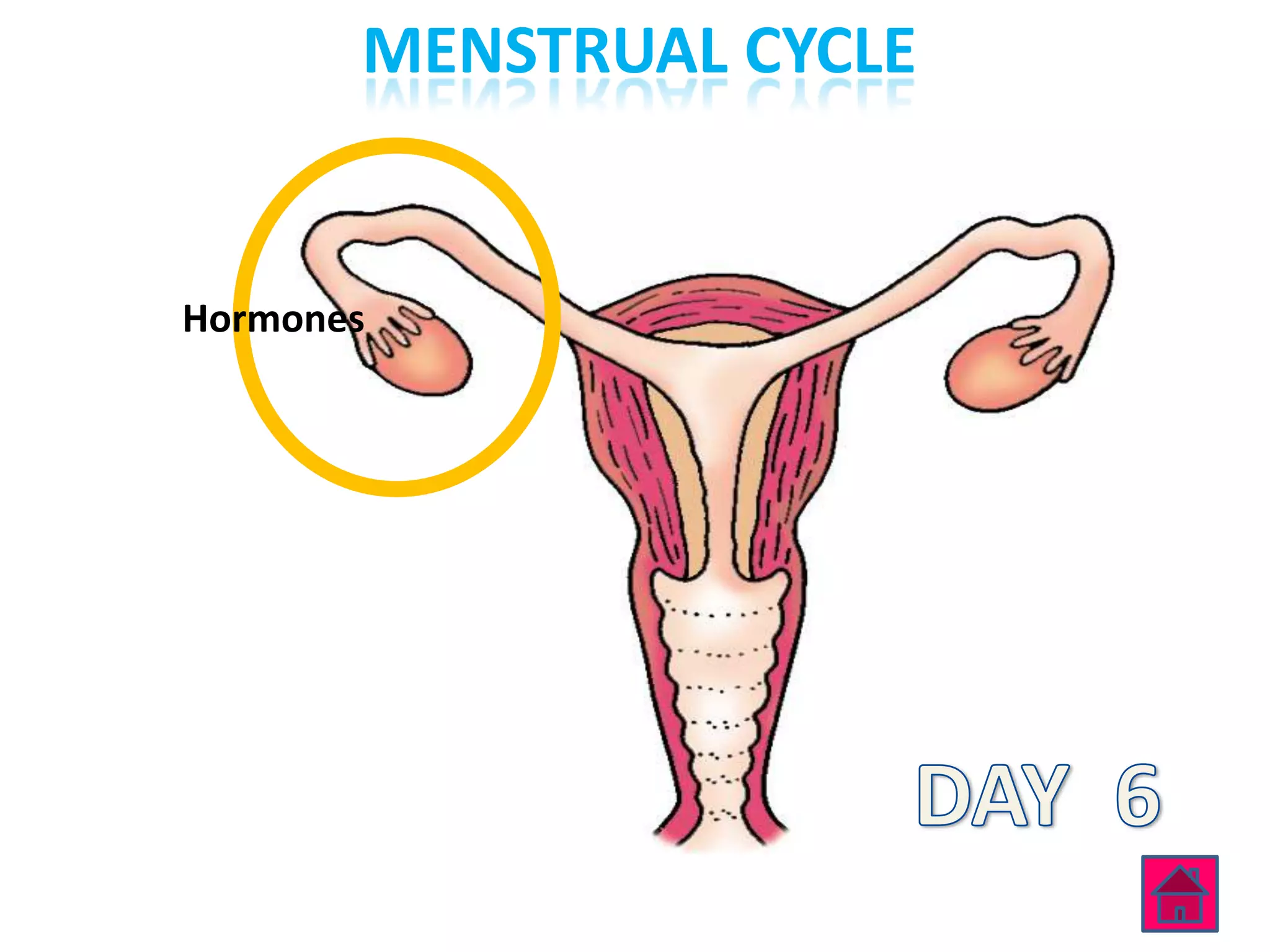 MENSTRUAL CYCLE


Hormones
 