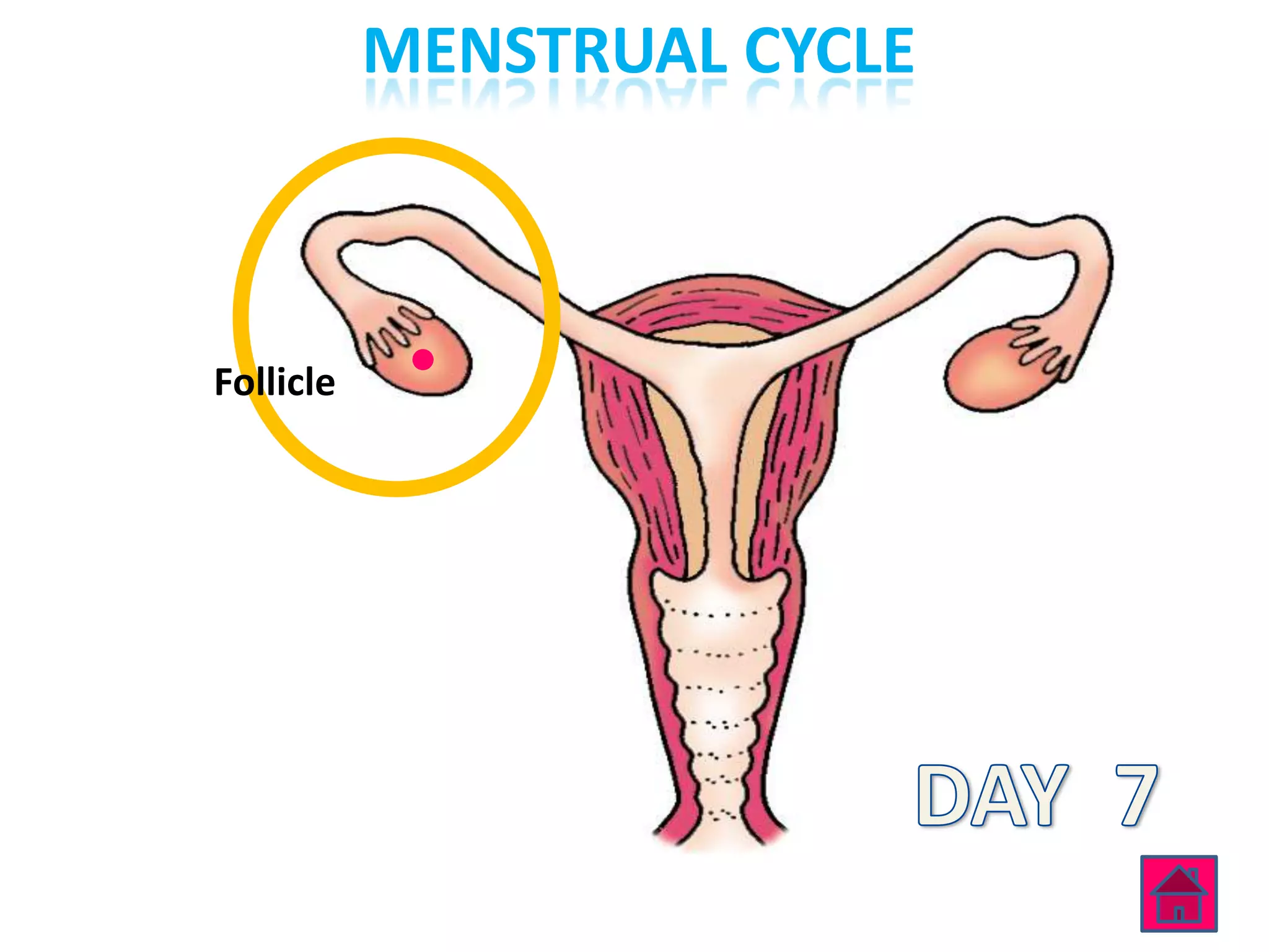 MENSTRUAL CYCLE



Follicle
 