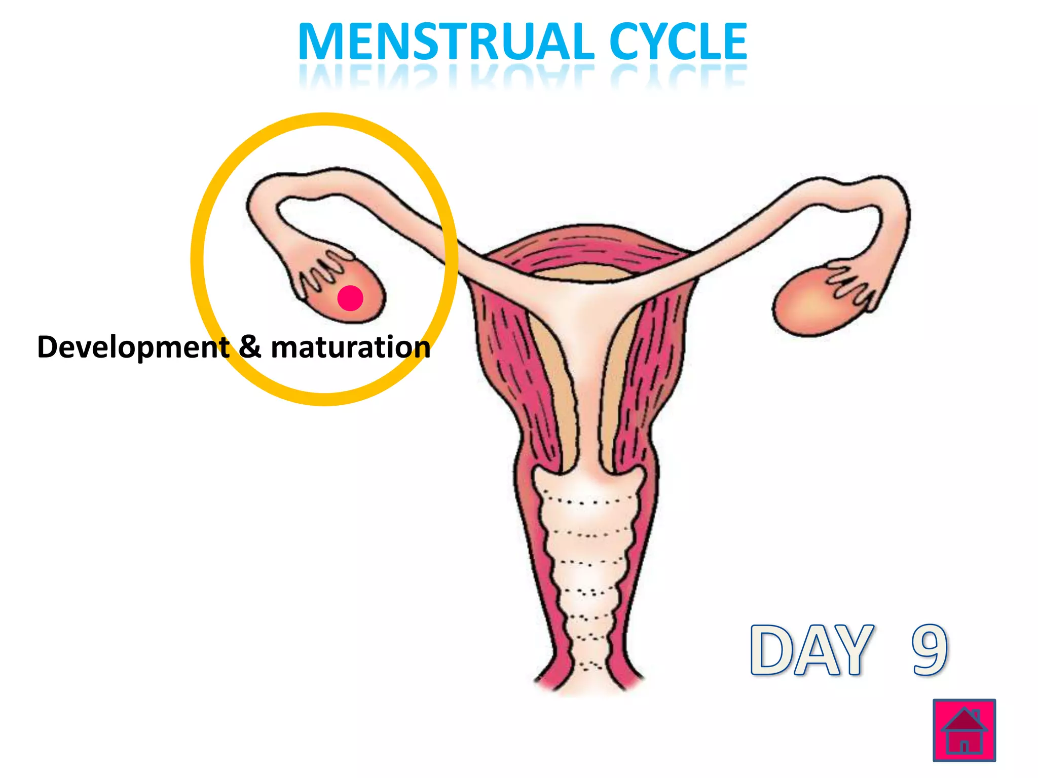MENSTRUAL CYCLE




Development & maturation
 