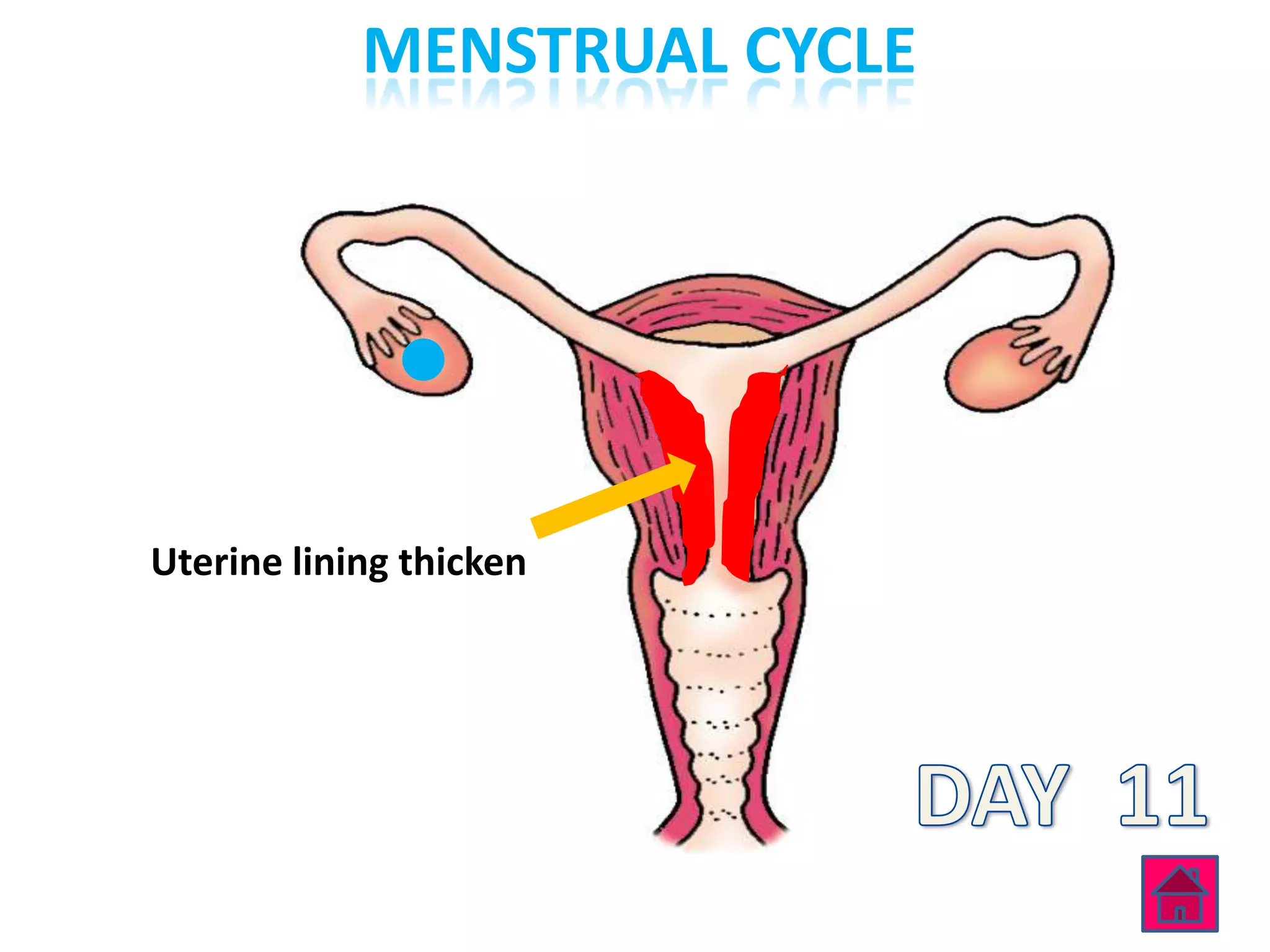 MENSTRUAL CYCLE




Uterine lining thicken
 