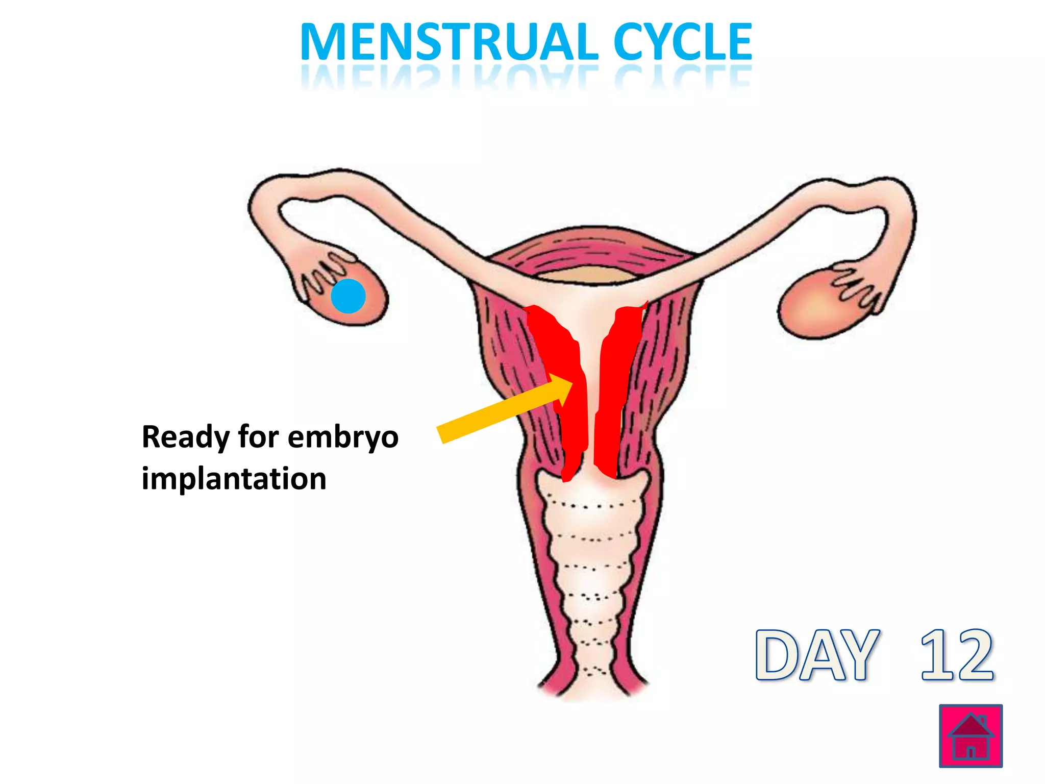 MENSTRUAL CYCLE




Ready for embryo
implantation
 