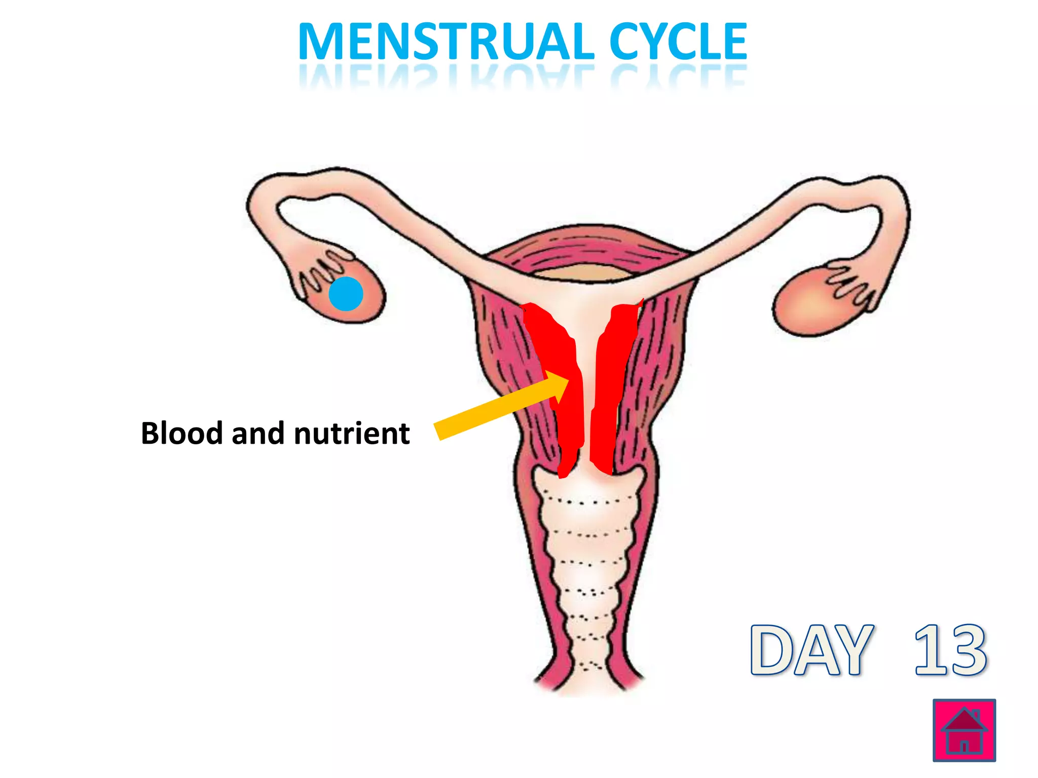 MENSTRUAL CYCLE




Blood and nutrient
 