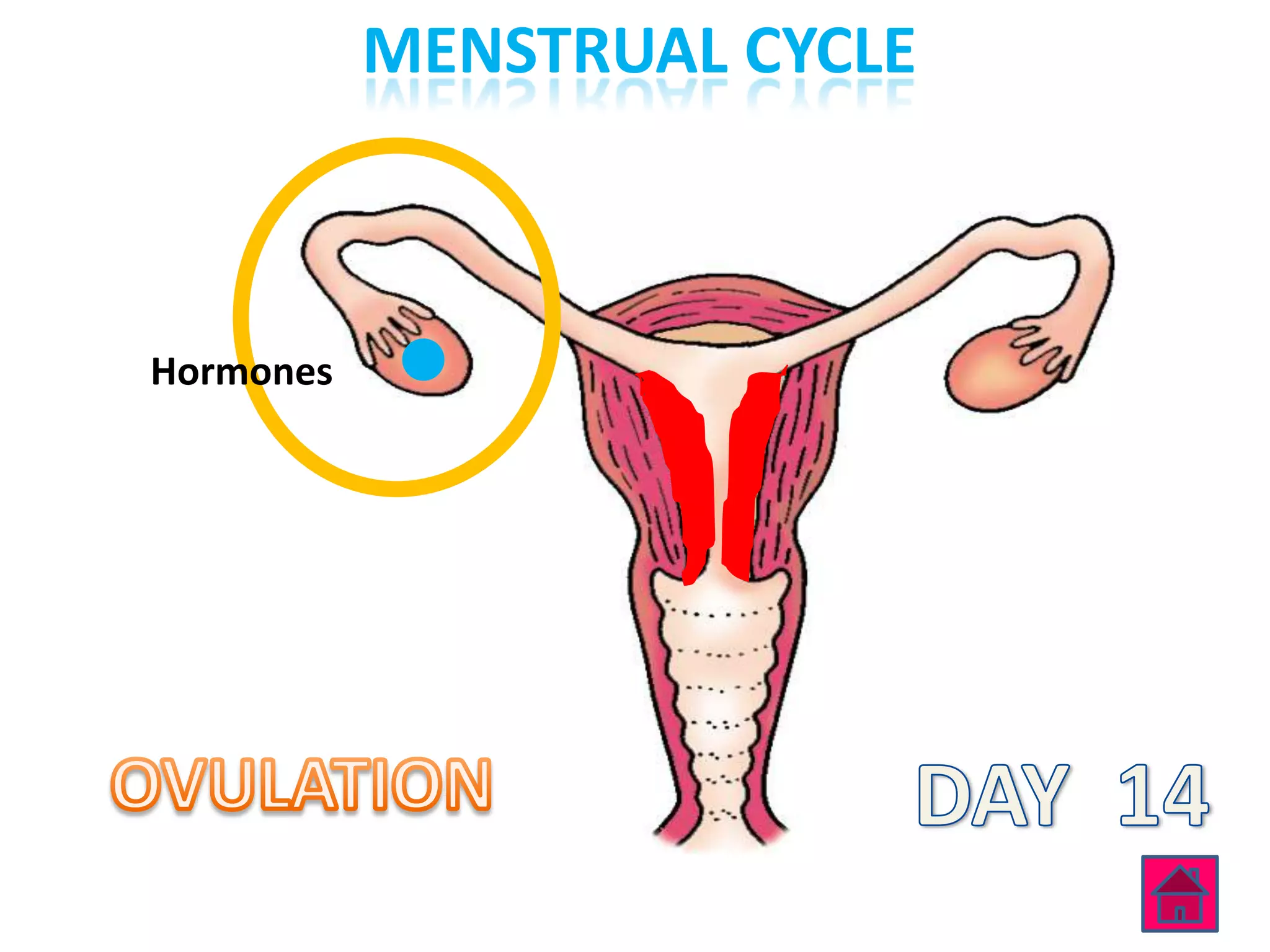 MENSTRUAL CYCLE



Hormones
 