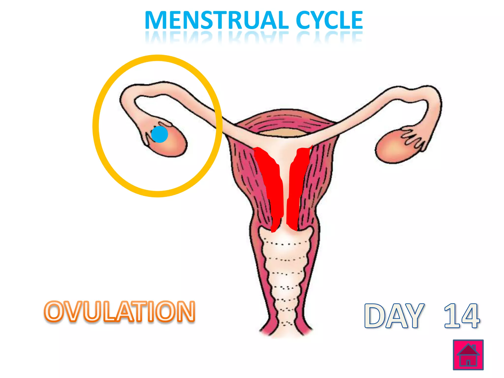 MENSTRUAL CYCLE
 