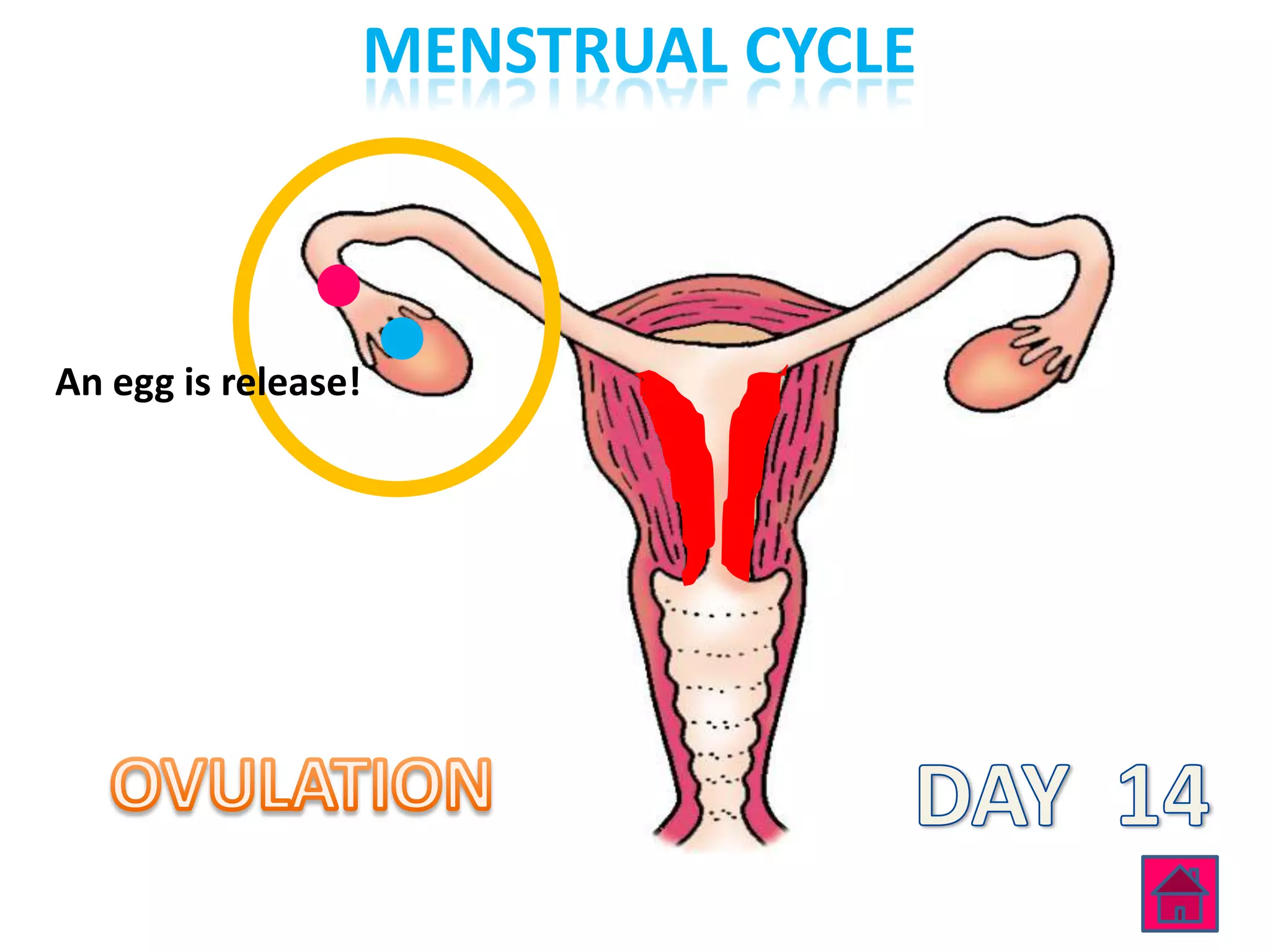 MENSTRUAL CYCLE



An egg is release!
 