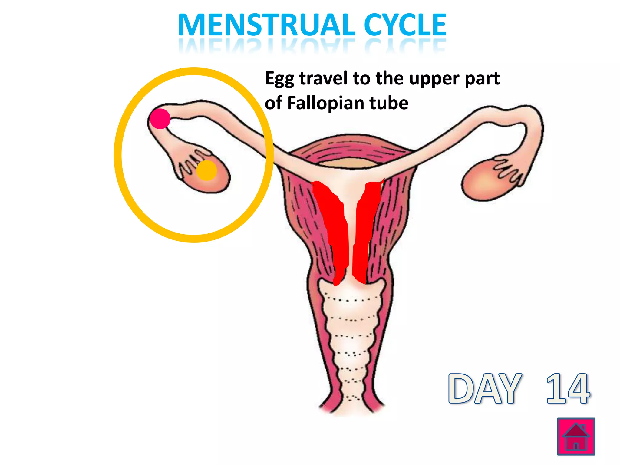MENSTRUAL CYCLE
    Egg travel to the upper part
    of Fallopian tube
 