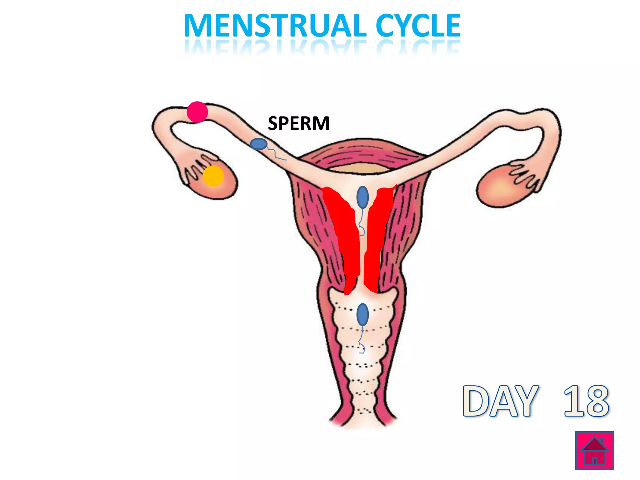 MENSTRUAL CYCLE

    SPERM
 