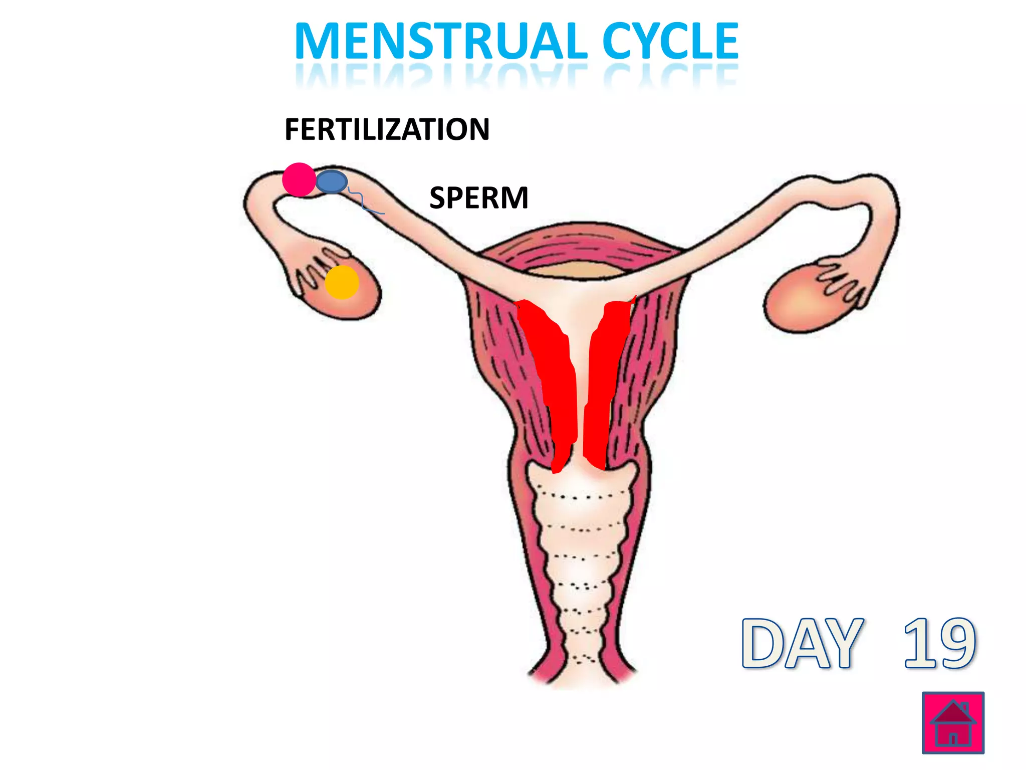 MENSTRUAL CYCLE
FERTILIZATION

         SPERM
 
