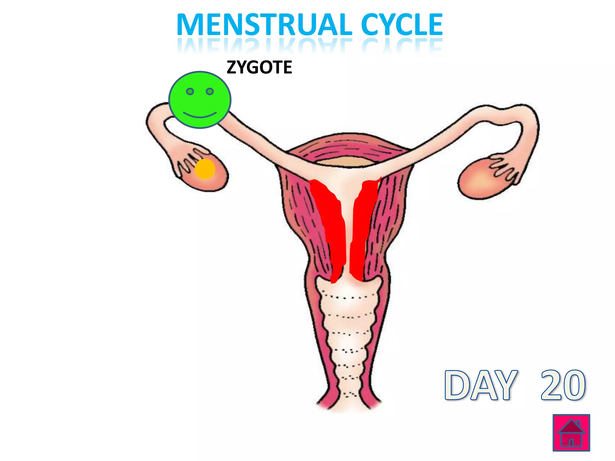 MENSTRUAL CYCLE
  ZYGOTE
 