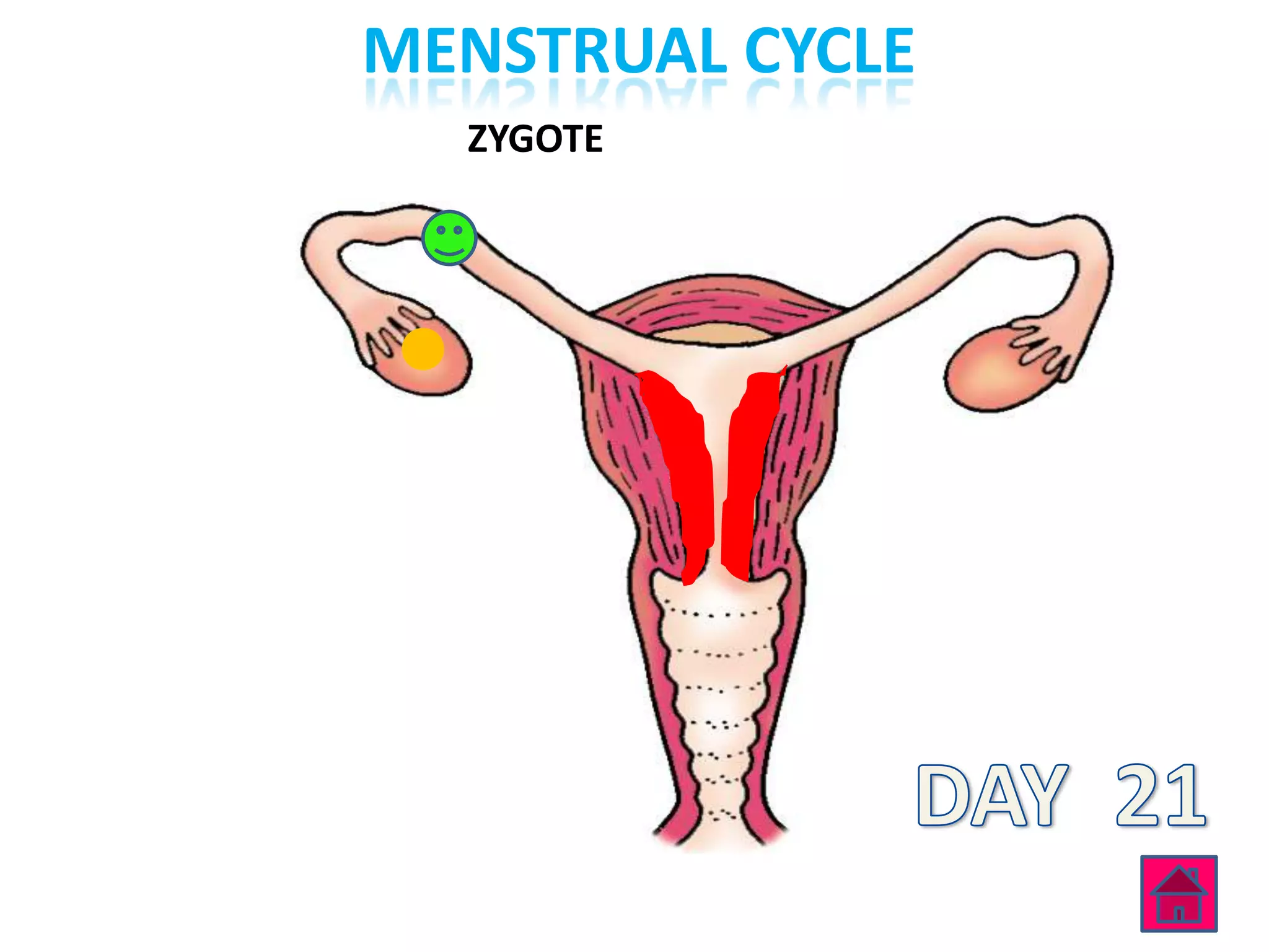 MENSTRUAL CYCLE
  ZYGOTE
 
