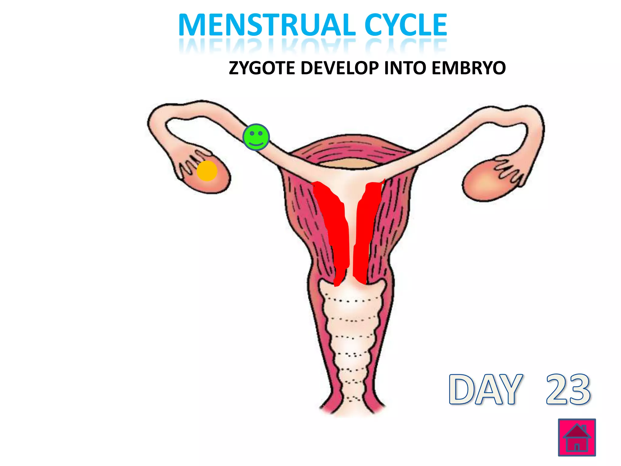 MENSTRUAL CYCLE
  ZYGOTE DEVELOP INTO EMBRYO
 