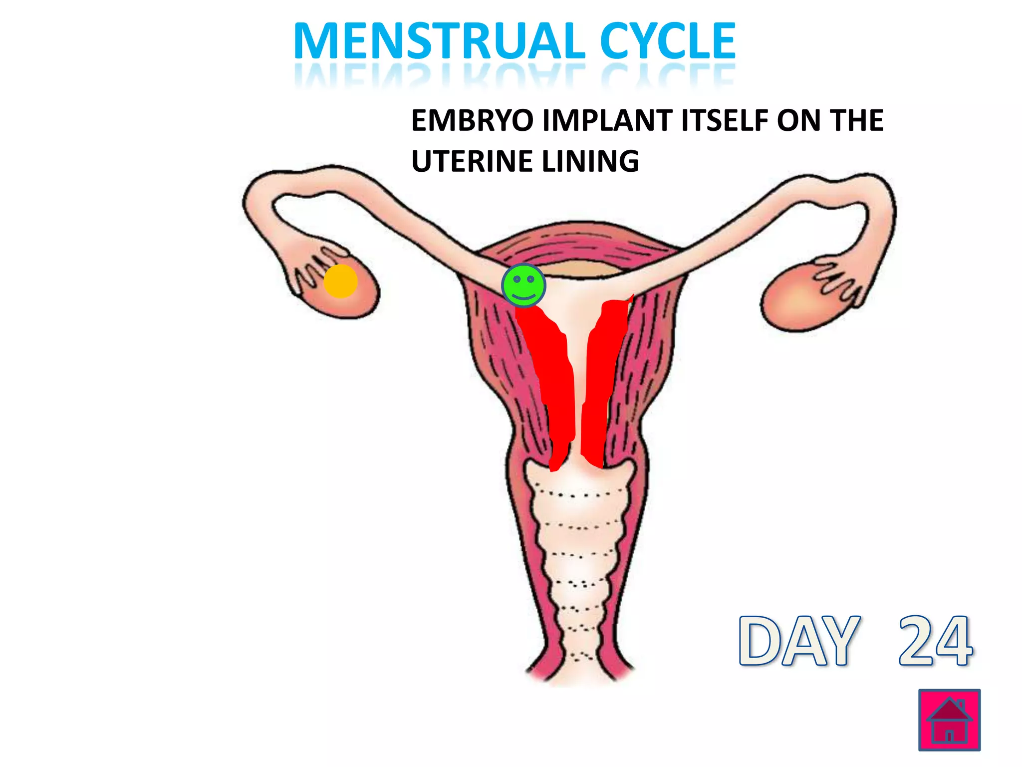 MENSTRUAL CYCLE
    EMBRYO IMPLANT ITSELF ON THE
    UTERINE LINING
 