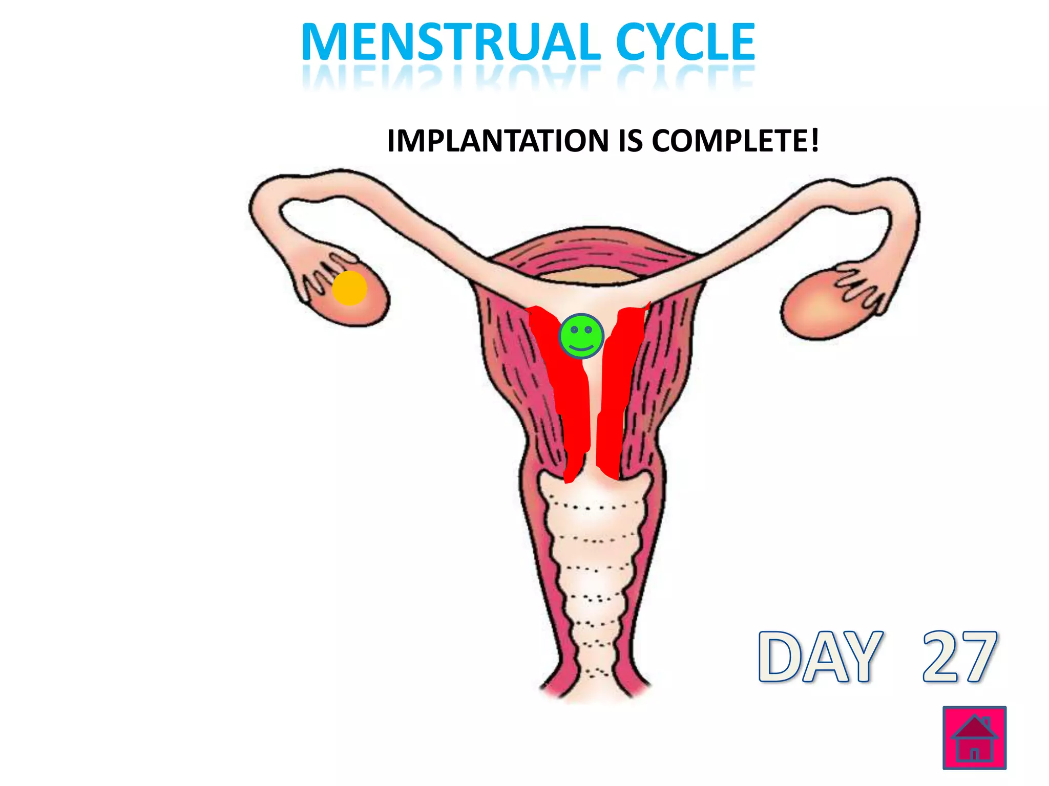 MENSTRUAL CYCLE
  IMPLANTATION IS COMPLETE!
 