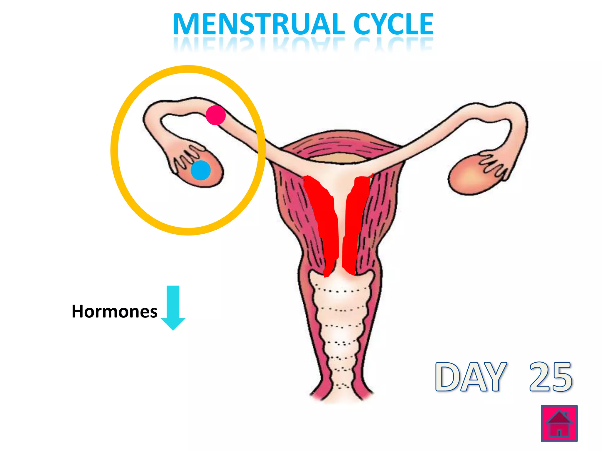 MENSTRUAL CYCLE




Hormones
 