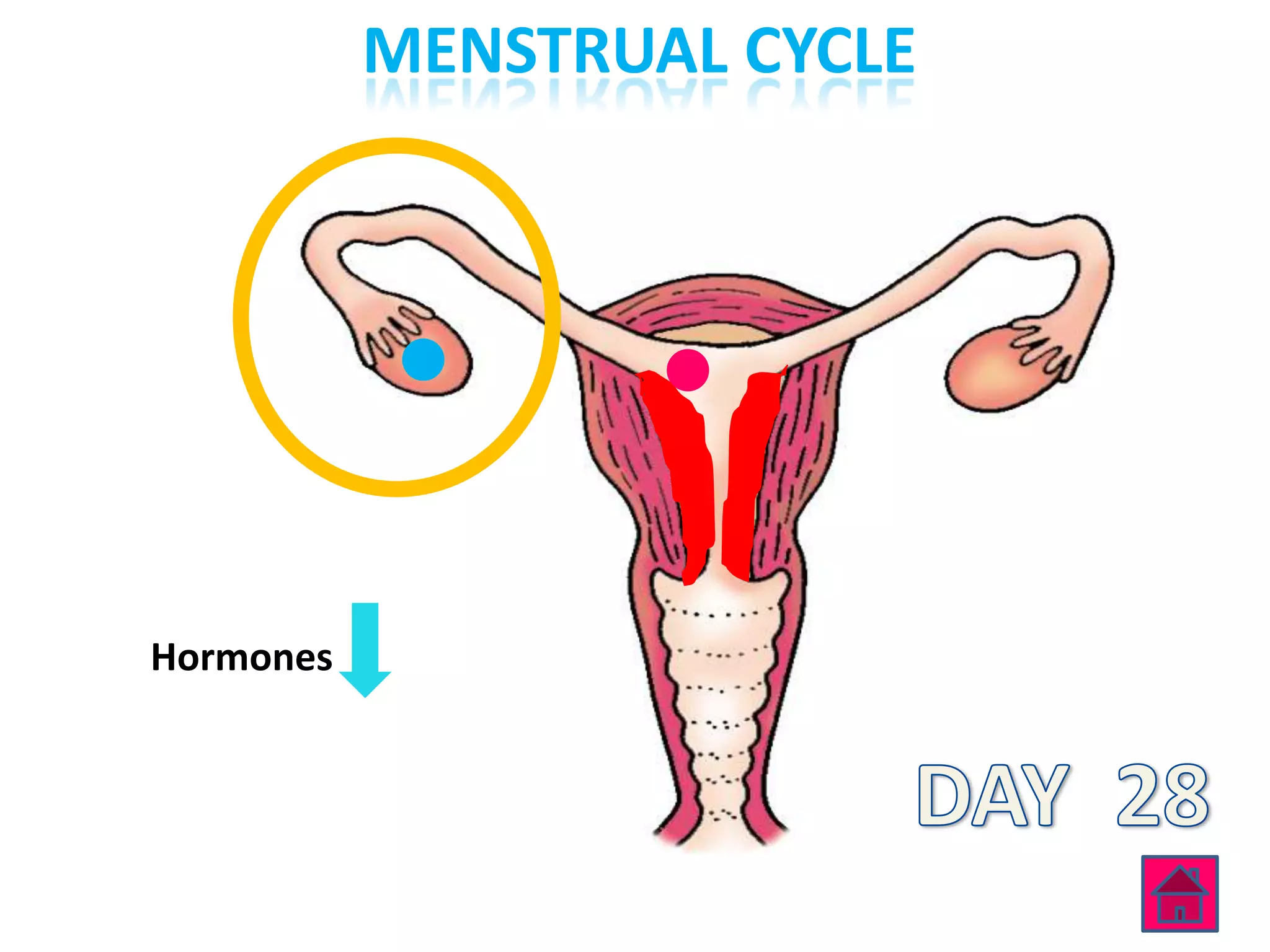 MENSTRUAL CYCLE




Hormones
 