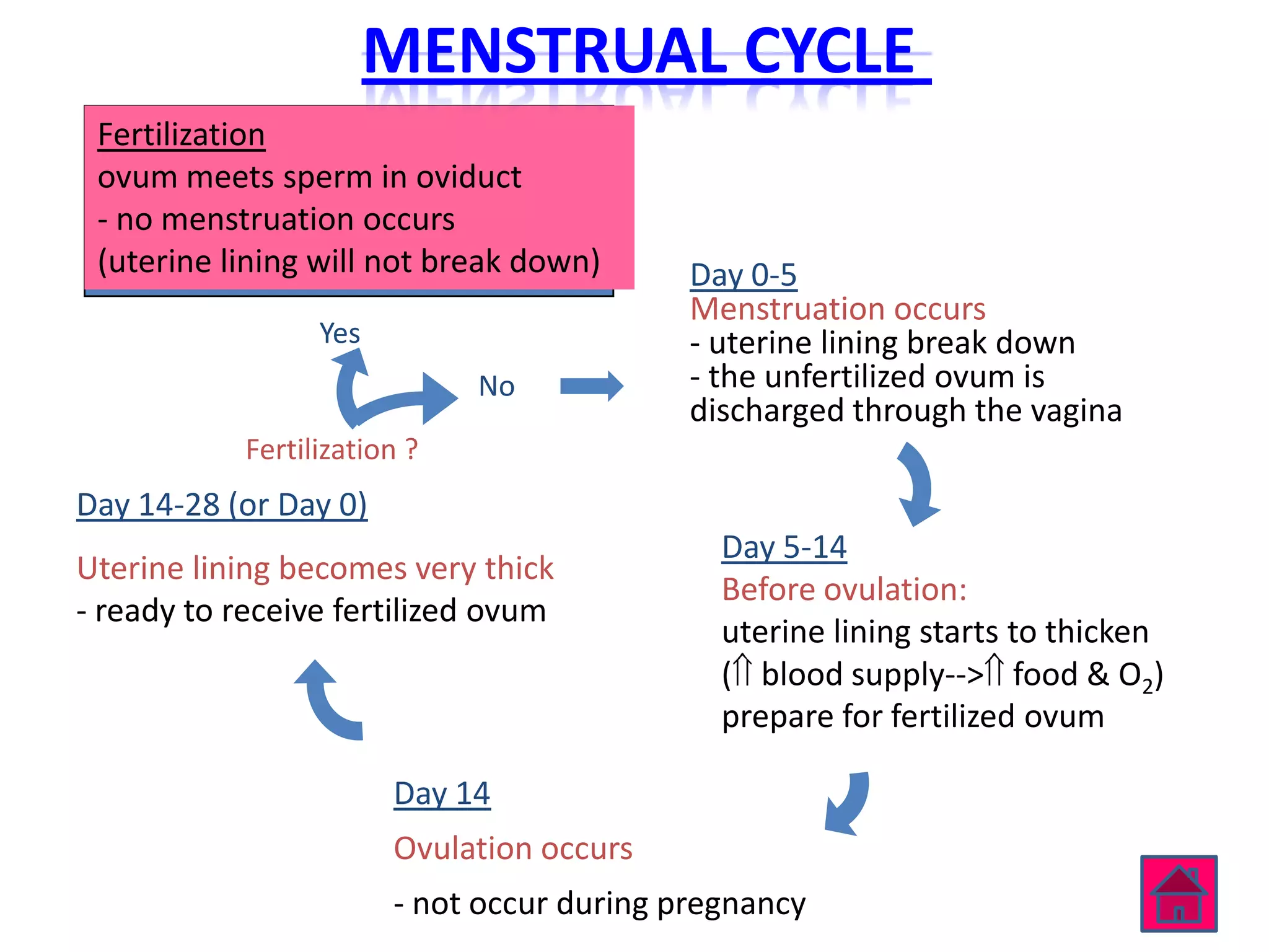 MENSTRUAL CYCLE
 Fertilization
 ovum meets sperm in oviduct
  The Menstrual Cycle
 - no menstruation occurs
 (uterine lining will not break down)       Day 0-5
                                            Menstruation occurs
                  Yes                       - uterine lining break down
                              No            - the unfertilized ovum is
                                            discharged through the vagina
            Fertilization ?
Day 14-28 (or Day 0)
                                              Day 5-14
Uterine lining becomes very thick
                                              Before ovulation:
- ready to receive fertilized ovum
                                              uterine lining starts to thicken
                                              ( blood supply--> food & O2)
                                              prepare for fertilized ovum

                        Day 14
                        Ovulation occurs
                        - not occur during pregnancy
 