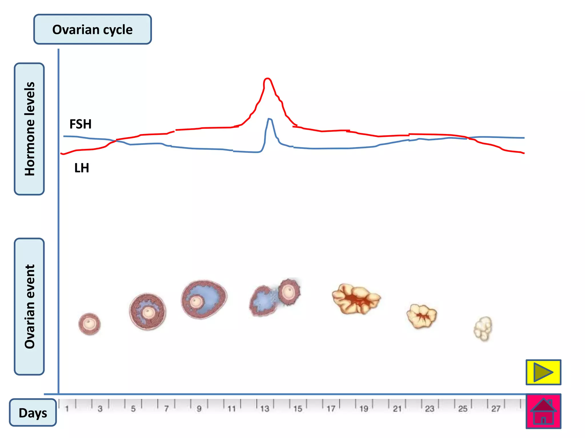 Ovarian event   Hormone levels




Days
                       LH
                             FSH
                                        Ovarian cycle
 