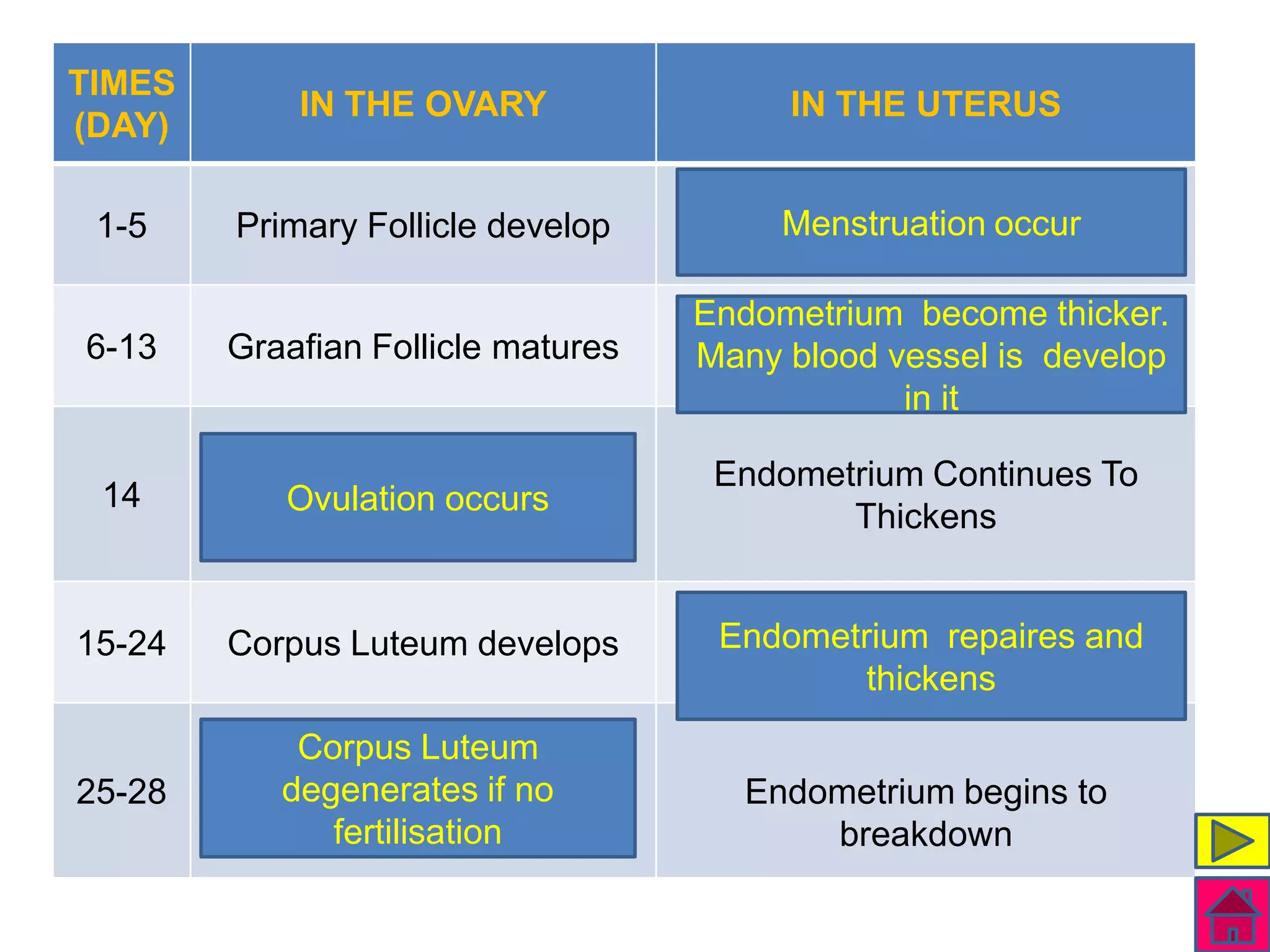 TIMES
            IN THE OVARY                 IN THE UTERUS
(DAY)

 1-5    Primary Follicle develop         Menstruation occur

                                    Endometrium become thicker.
6-13    Graafian Follicle matures   Many blood vessel is develop
                                                in it

                                     Endometrium Continues To
 14        Ovulation occurs
                                            Thickens


15-24   Corpus Luteum develops       Endometrium repaires and
                                             thickens
            Corpus Luteum
25-28      degenerates if no           Endometrium begins to
              fertilisation                breakdown
 