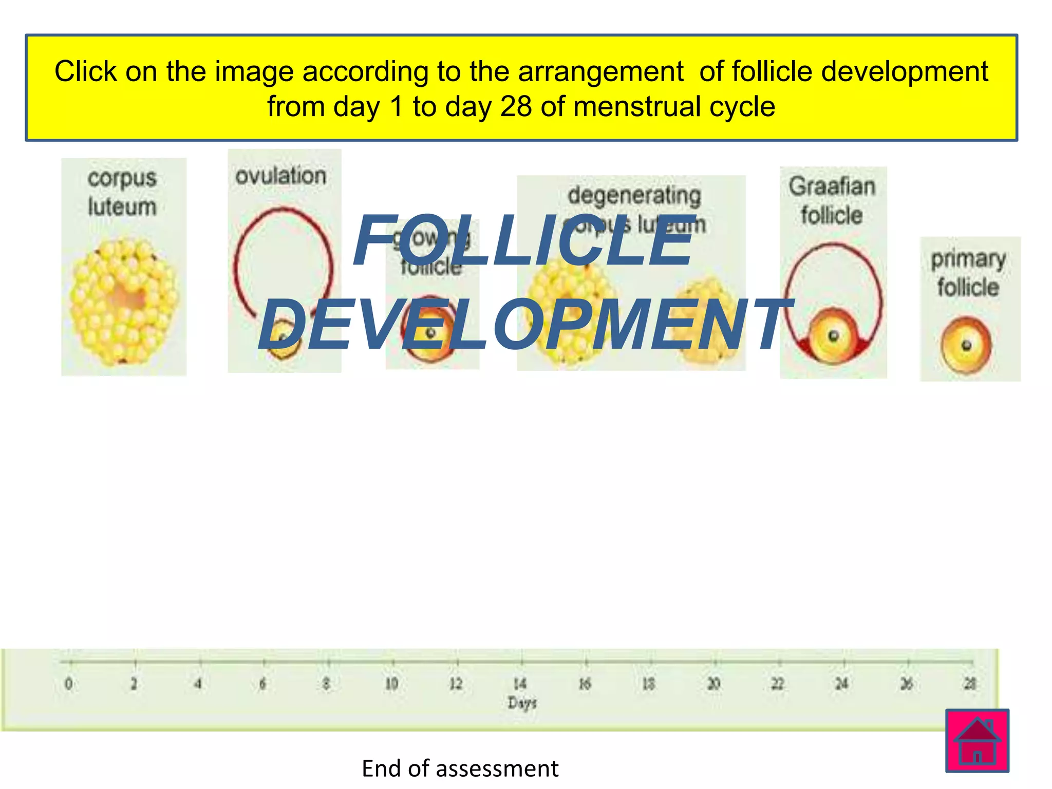 Click on the image according to the arrangement of follicle development
                from day 1 to day 28 of menstrual cycle




                 FOLLICLE
               DEVELOPMENT




                       End of assessment
 
